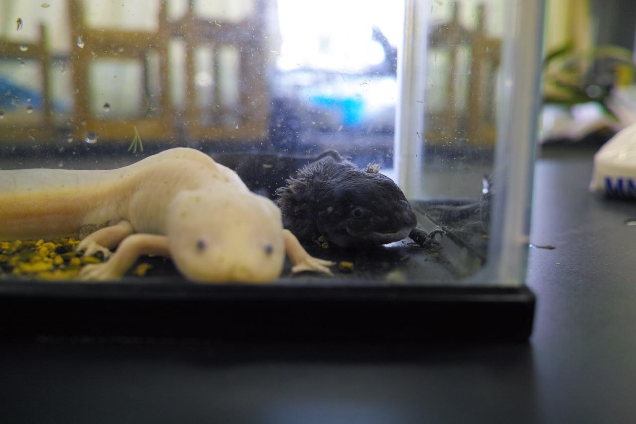 科学研究会「ウーパールーパーの発生」 タイムラプス撮影