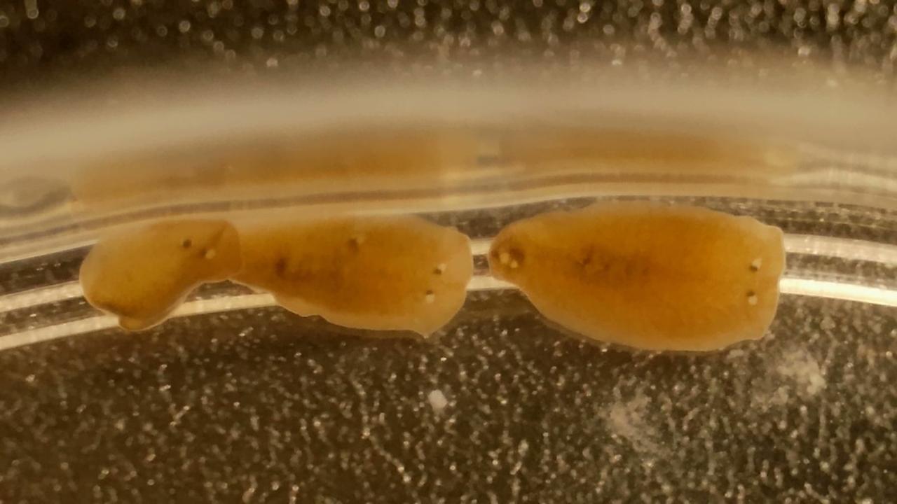 SSH探究教育　プラナリアの排泄行動を探る 〜身近な川から始まる科学的探究〜